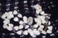 Sea Shells and Amethyst Rosery